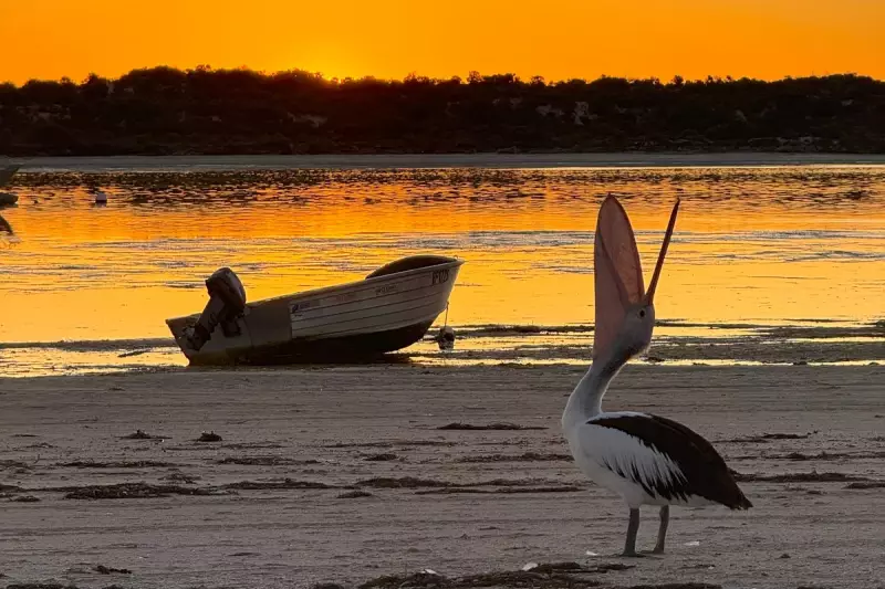 Australia's Eyre Peninsula: Wildlife Encounters & Pristine Seafood