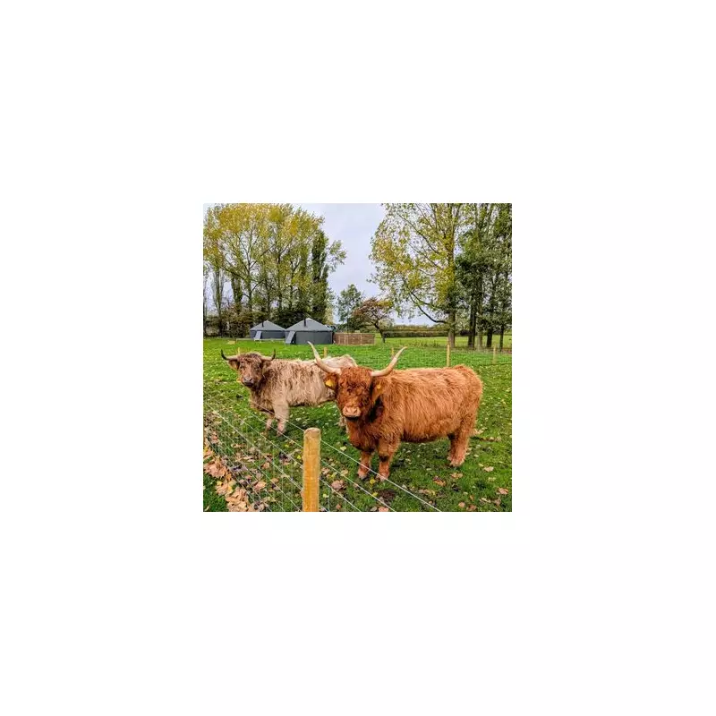 Award-Winning Yorkshire Farm Offers Cow Cuddling & Glamping