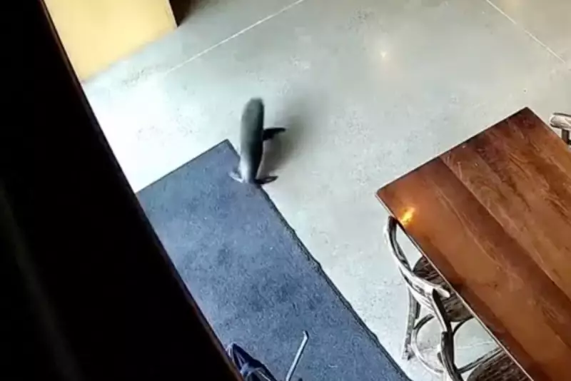 Baby Seal Wanders Into New Zealand Craft Beer Bar in Unusual Encounter