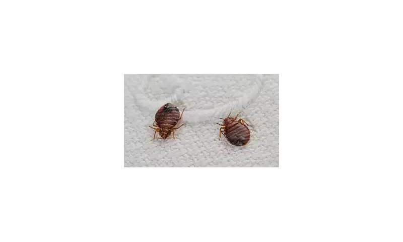 Bedbug Winter Surge: Heating and Hot Water Bottles Could Revive Pests