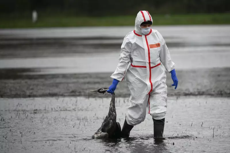 Bird Flu Pandemic Tipping Point: Just Two Days to Act, Scientists Warn