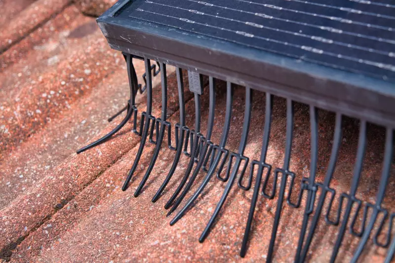 Bird-Proofing Solar Panels: UK Costs, Solutions & When It's Worth It