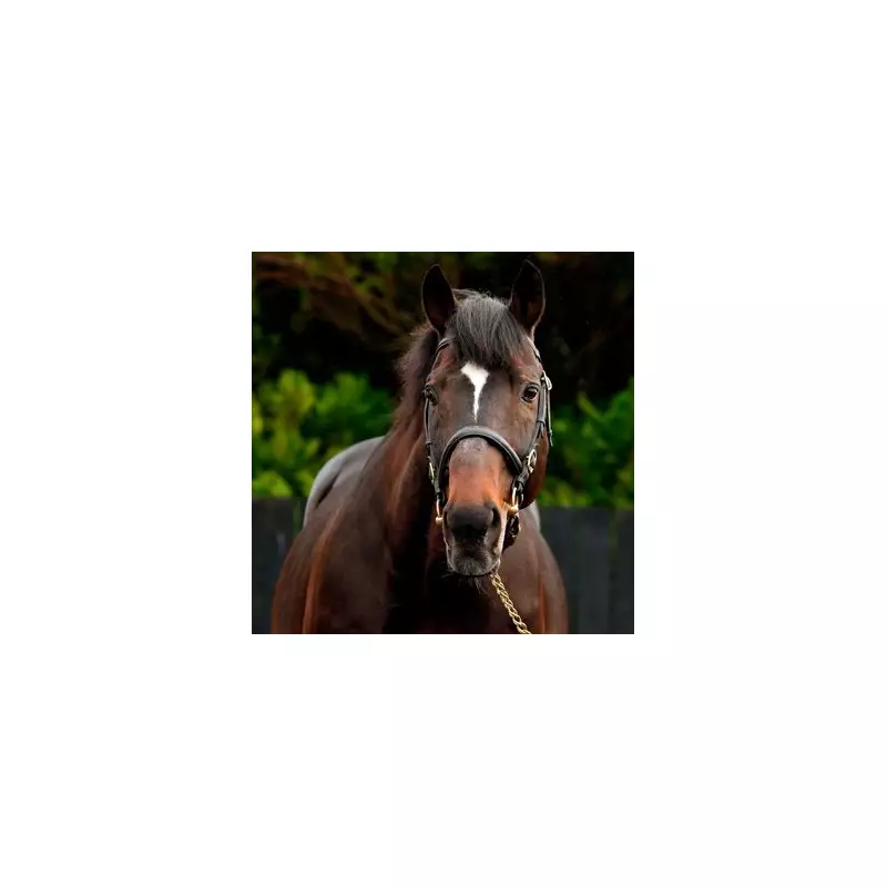 Blue Bresil, Sire of Constitution Hill, Dies Aged 20 at Irish Stud