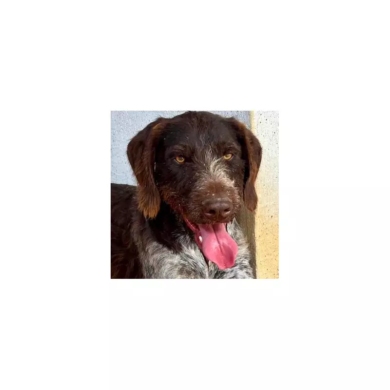 Bouncy Street Dog Balu Seeks UK Home After 5-Year Search