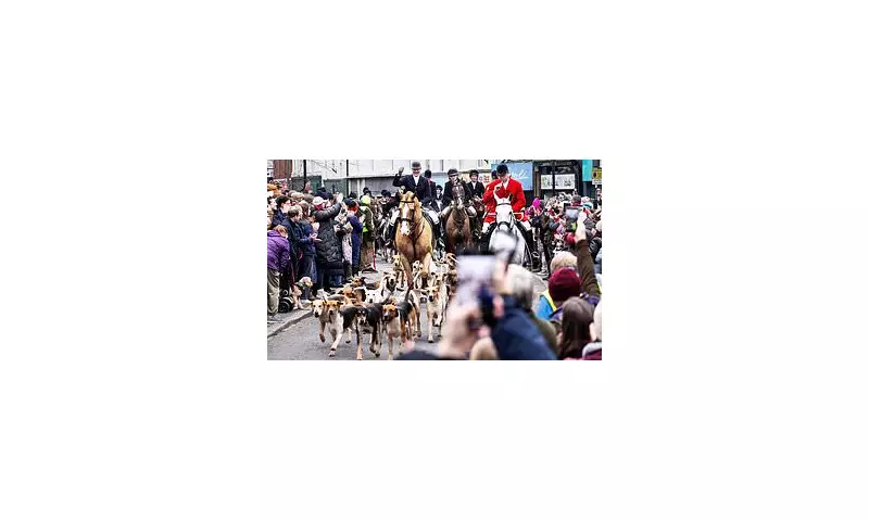 Boxing Day Hunt Defies Packham & Council Amid Labour Ban Plans