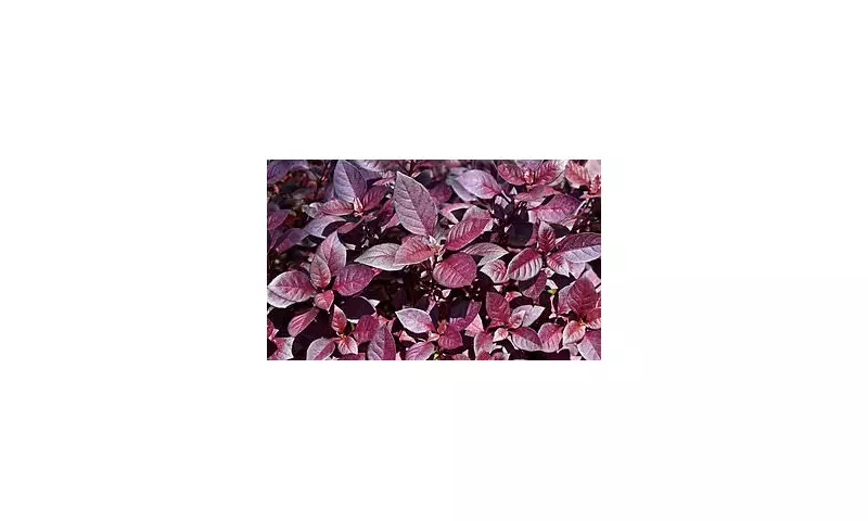 Brazilian Herb 'Joseph's Coat' Offers New Hope for 10 Million UK Osteoarthritis Sufferers