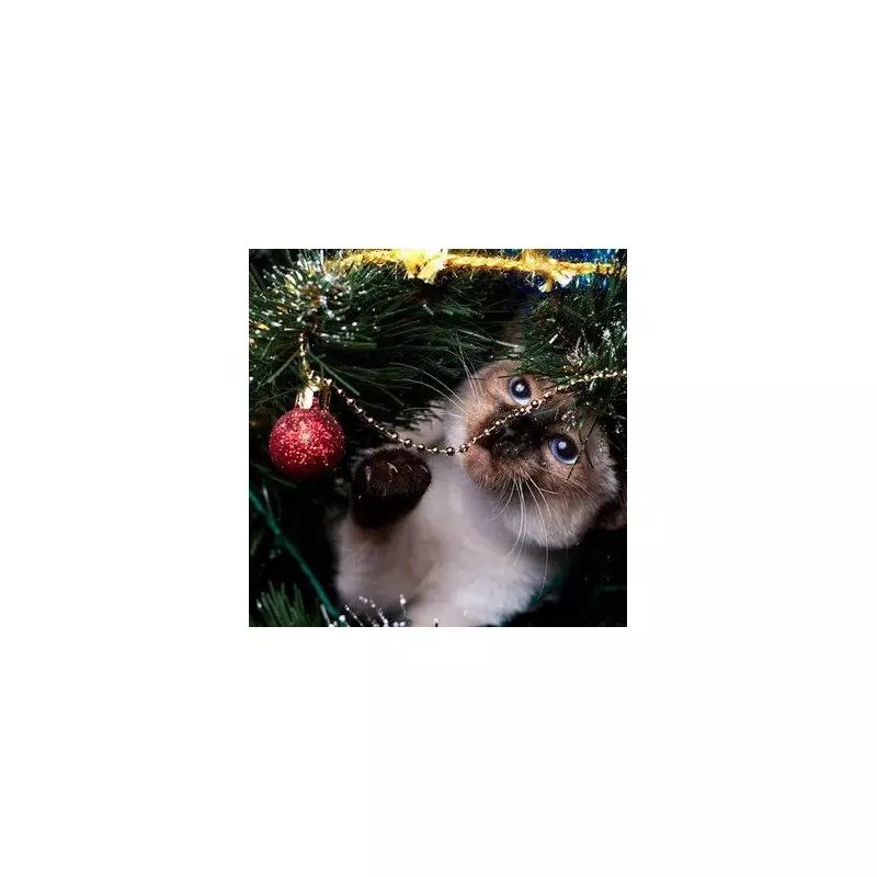 Cat Owners Warned of 'Toxic' Christmas Tree Dangers: 4 Key Safety Tips