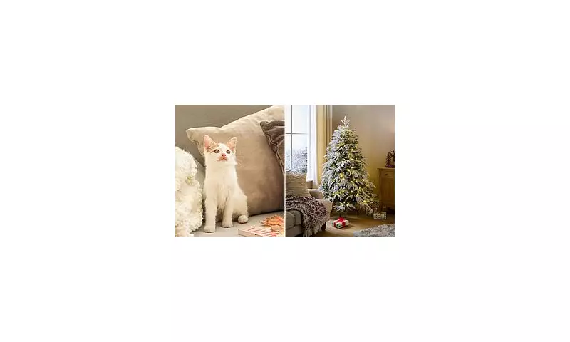 Cats Protection Warns: Christmas Traditions Can Stress Your Pets