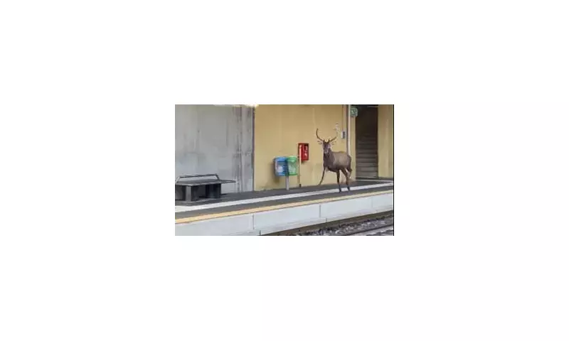 Chaos at Italian Station as 'Santa's Helper' Deer Derails Christmas Train
