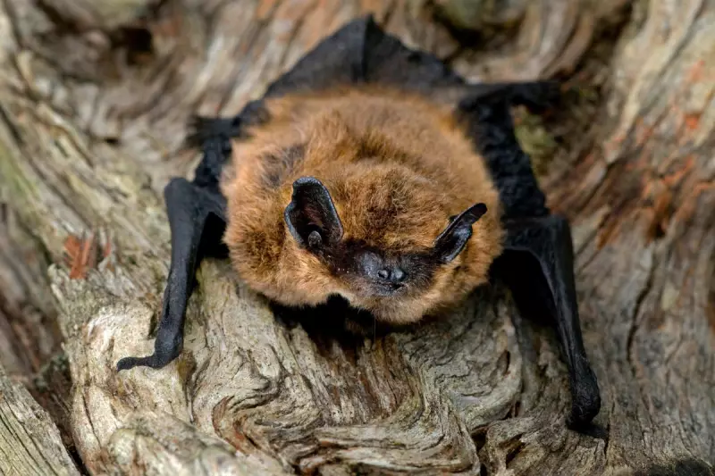 Chelsea Flower Show 2025 to Feature Nocturnal Garden for Bats