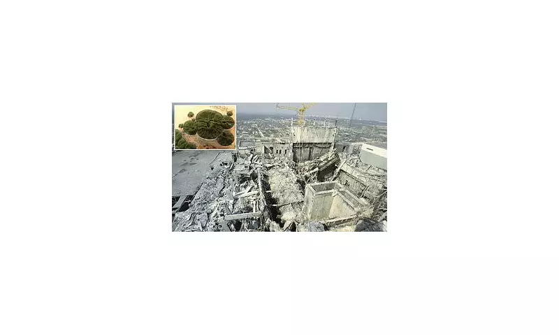 Chernobyl's Radiation-Eating Fungus Could Shield Moon Bases, Scientists Say