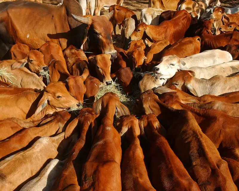 China Slaps 55% Tariff on Australian Beef, Threatening Key Trade