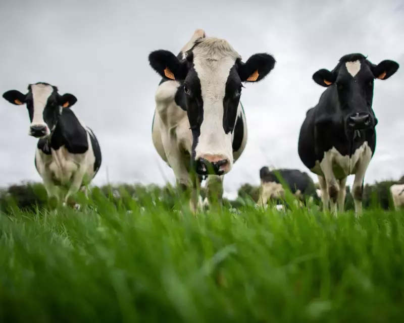 China Slaps EU Dairy with Tariffs up to 42.7% in Retaliatory Trade Move