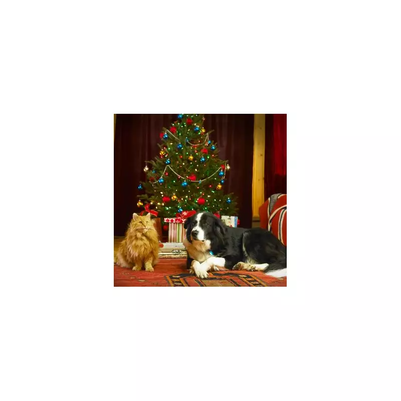 Christmas Gifts for Pets: Expert's Budget-Friendly Guide for UK Owners