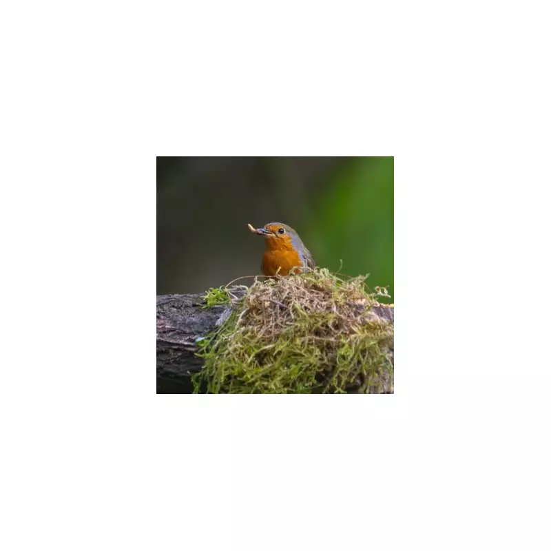 Clean Bird Boxes by December to Attract Robins for Nesting Season
