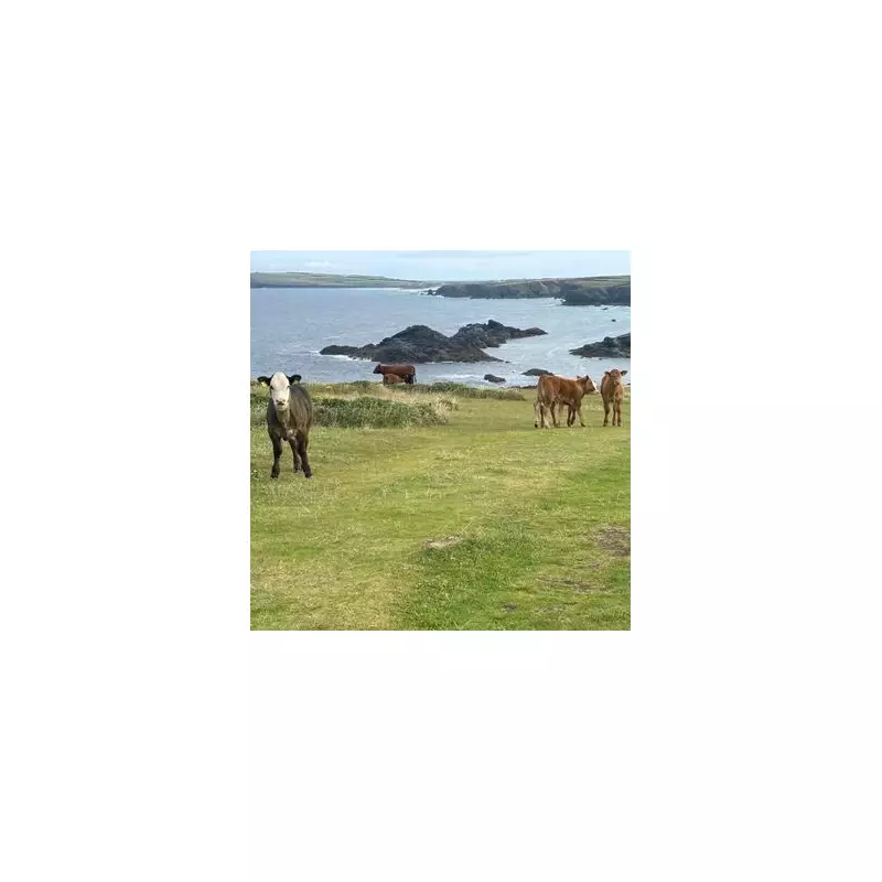 Cornwall Dog Walker Severed Artery in Cow Attack, Farmer Fined £12k