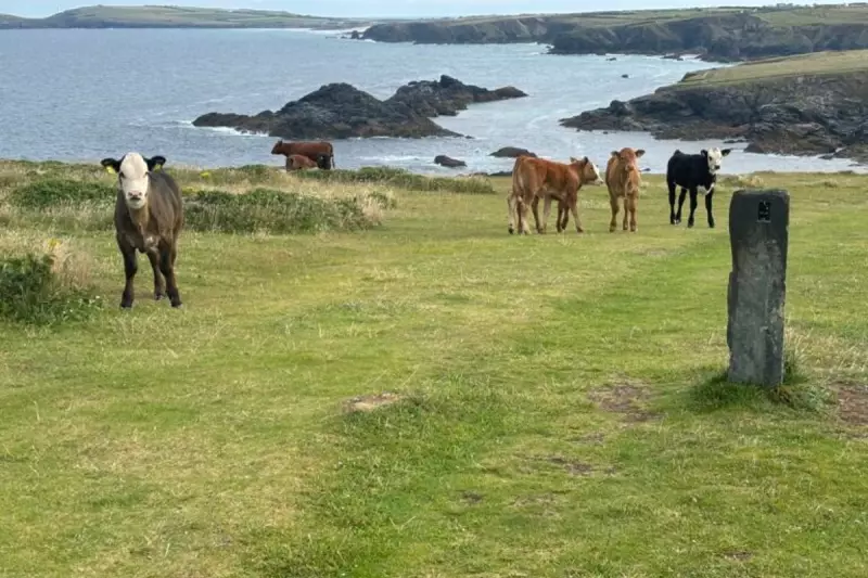 Cornwall farmer fined £5,260 after cow attacks hospitalise walker
