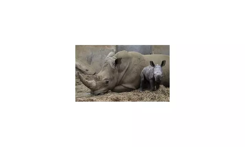 Cotswolds Wildlife Park Welcomes Rare White Rhino Calf Mo in 2025