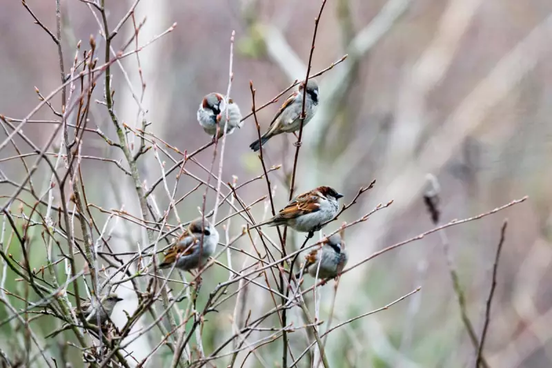 Country Diary: Simple Rituals to Aid Sparrows and Wrens in Winter