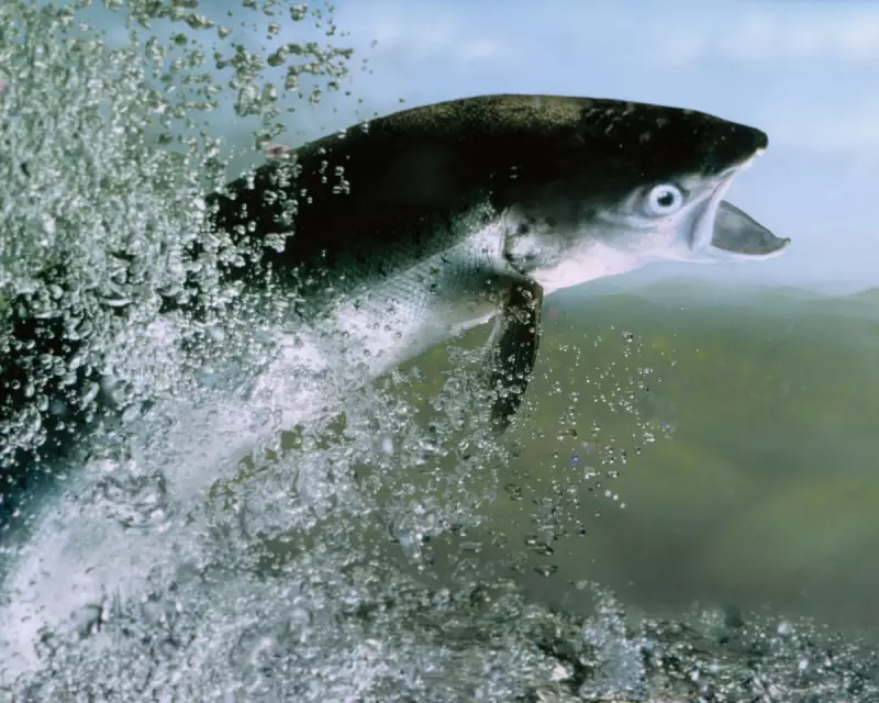 Critically Endangered Atlantic Salmon Return to Three English Rivers After Decade