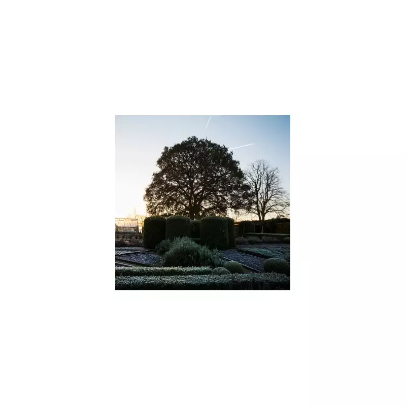 Daffodils Bloom in December: UK Gardeners Sound Climate Alarm