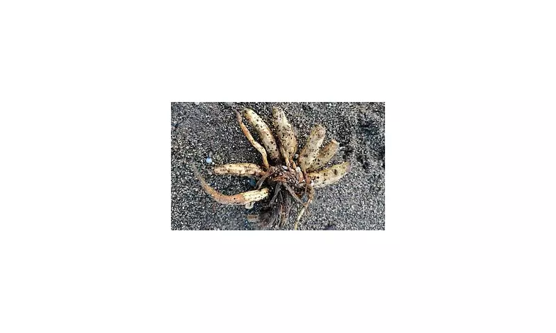 Deadly 'Dead Man's Fingers' Plant Washes Up on Cumbria Coast