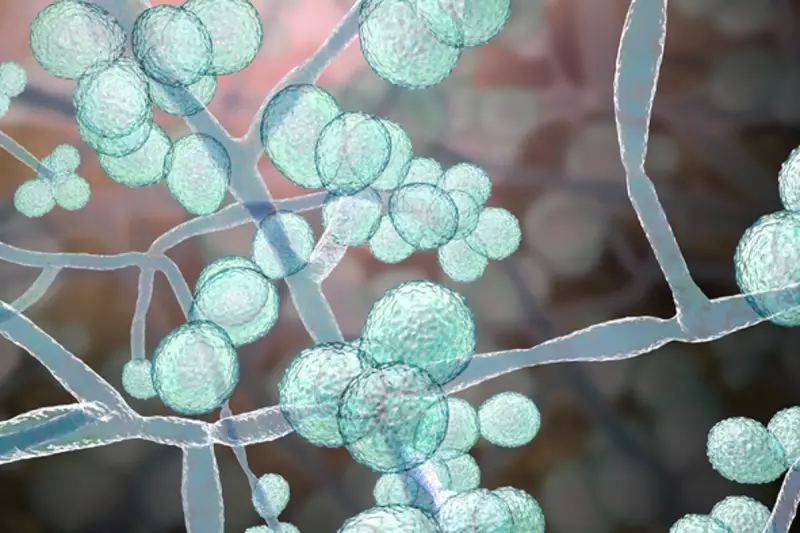 Deadly Fungus Candida Auris Gains Virulence, Spreads to 61 Countries