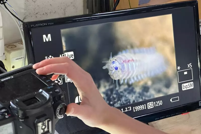 Deep-sea mining slashes seafloor life by 37%, landmark UK-led study reveals