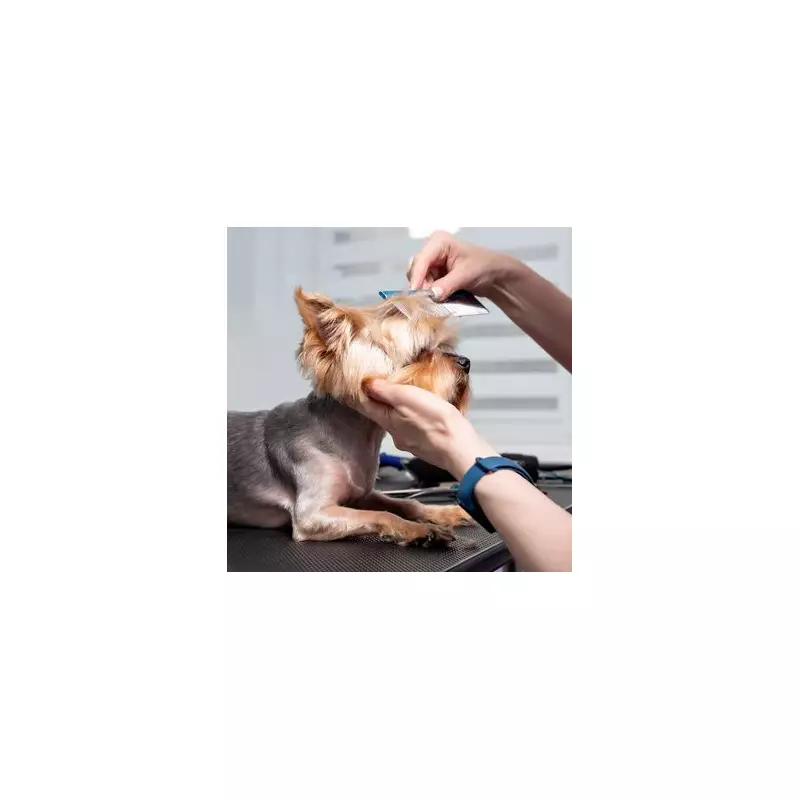 Dog owner's 'ear tassels' request leads to hilarious mohawk mishap