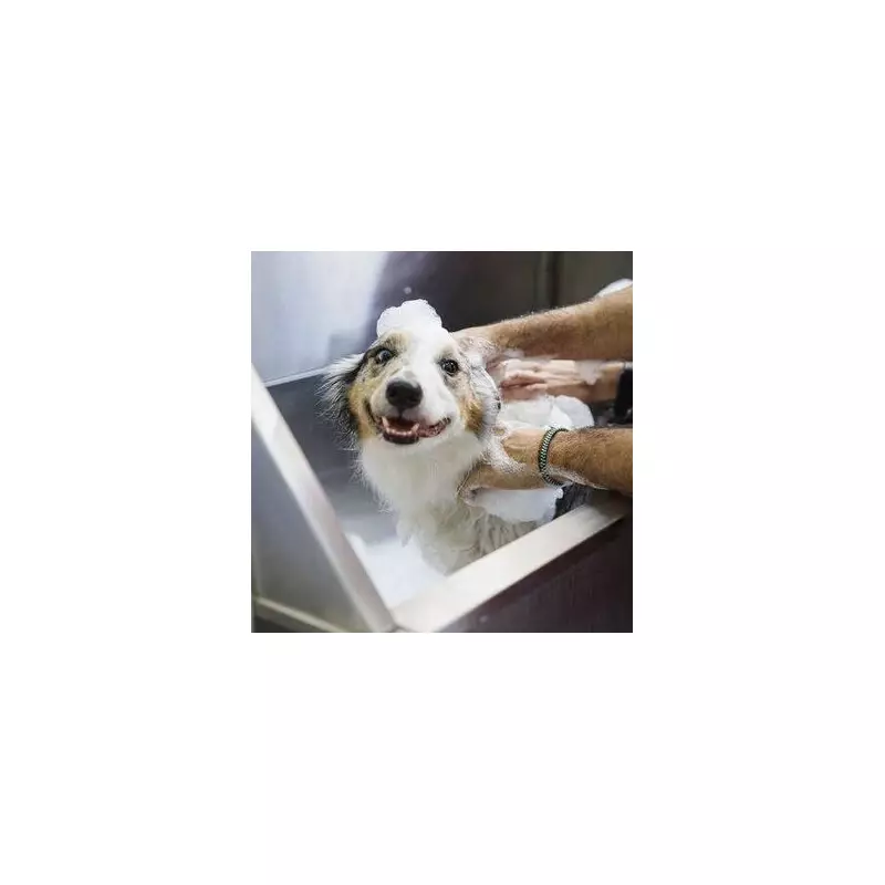 Dog Smells Like Fish? Expert Reveals Hidden Health Causes