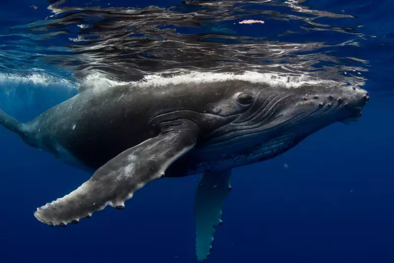 Drones Detect Deadly Virus in Arctic Whales' Breath, Threatening Mass Mortality