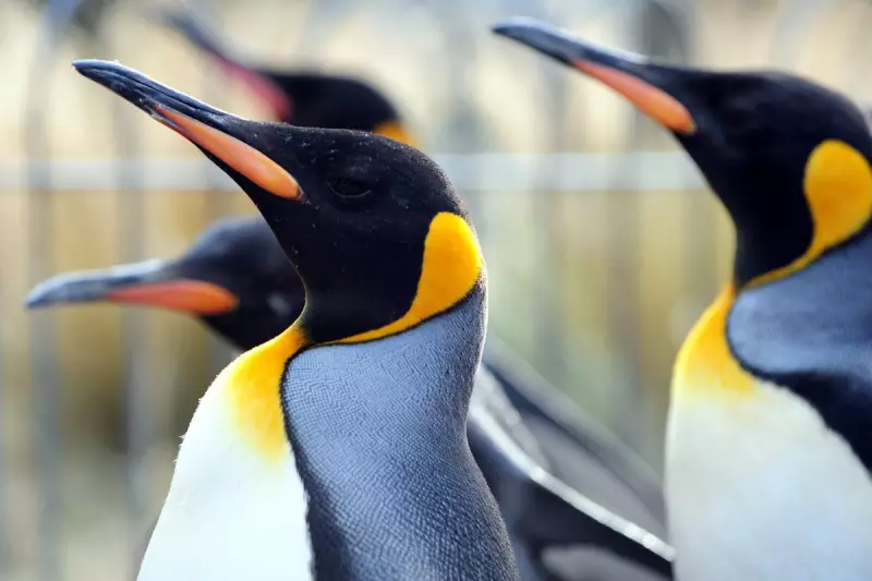 Edinburgh Zoo Cancels Penguin Parade Over Bird Flu Threat