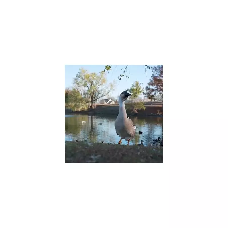 Elderly Woman Breaks Pelvis in Vicious Goose Attack at Texas Park