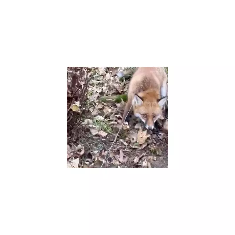 England to Ban Cruel Snare Traps in Landmark Animal Welfare Move