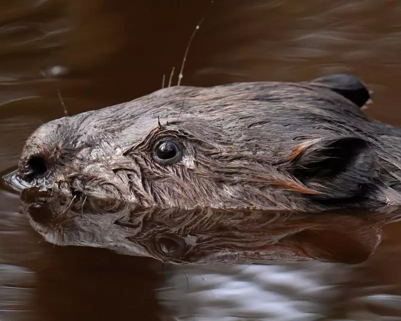 Europe's 'Beaver Bombing' Trend: Illicit Releases Spark Conservation Debate