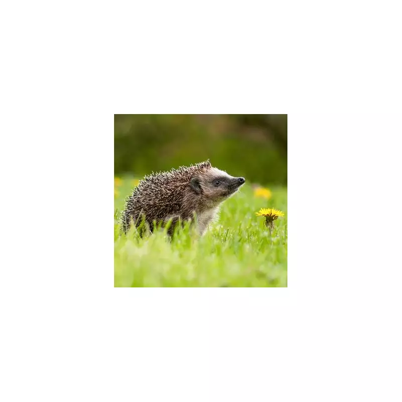 Expert Reveals: One Simple Item to Attract Hedgehogs to Your Garden in December