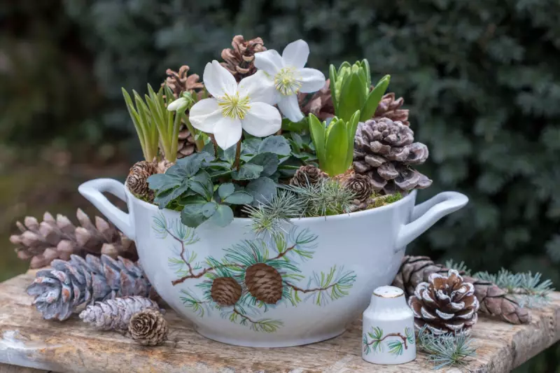 Expert Tips to Make Your Christmas Flowering Bulbs Last All Festive Season