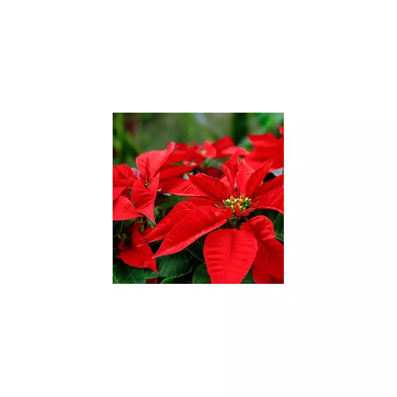 Expert's 3 Simple Tips to Keep Your Poinsettia Thriving Into the New Year