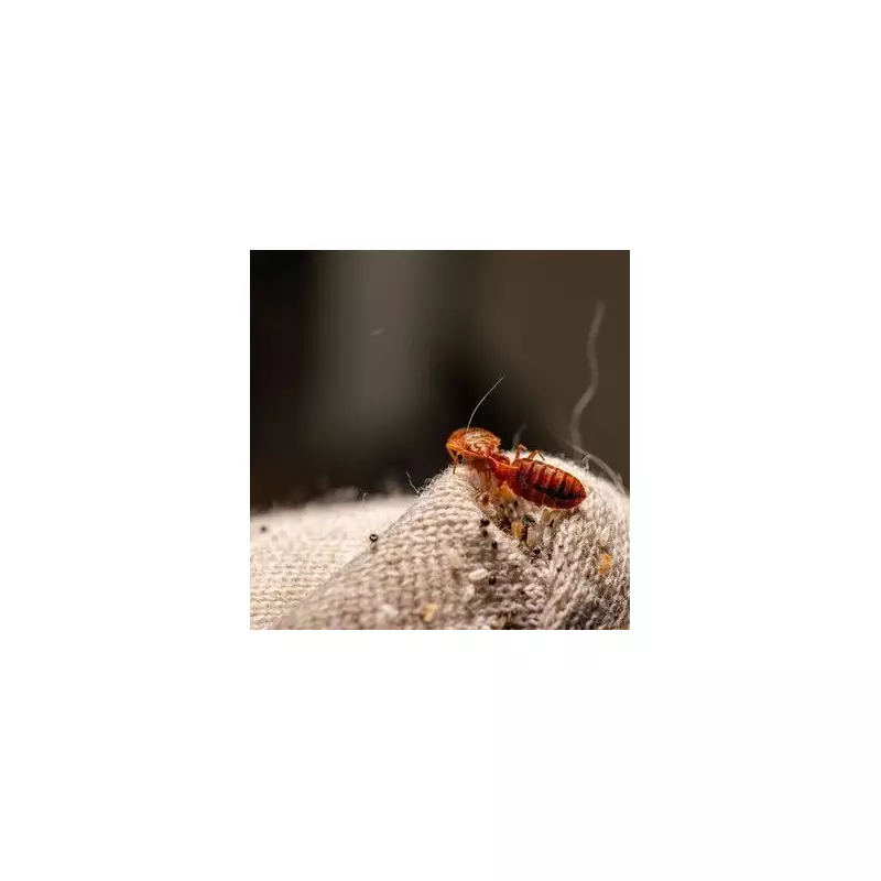 Expert's Guide to Avoiding Bed Bugs on Your Christmas Getaway