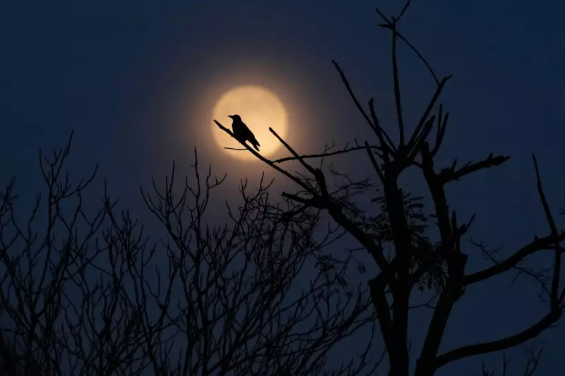 Final Supermoon of 2025 Dazzles December Skies: Stunning Photos