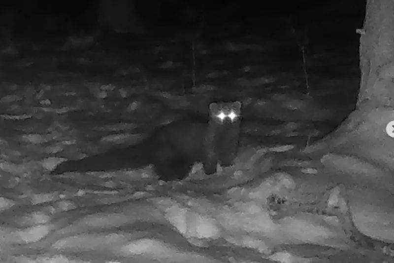 Fisher spotted in Ohio county for first time since the 1800s