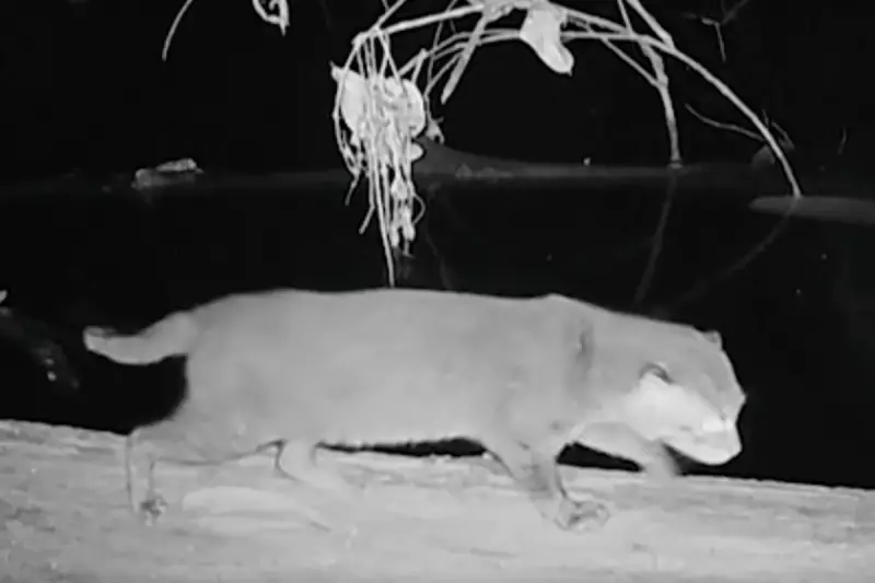 Flat-Headed Cat, Feared Extinct, Filmed in Thailand After 30 Years