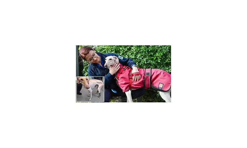 From Skeleton to Saved: Peanut the Lurcher's Christmas Miracle After RSPCA Rescue