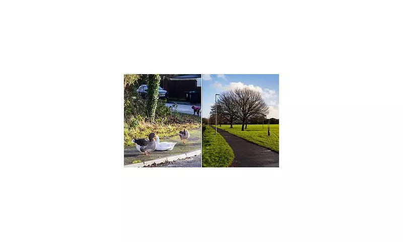 Geese Stolen from Newport Park Amid Fears of Illegal Christmas Dinners