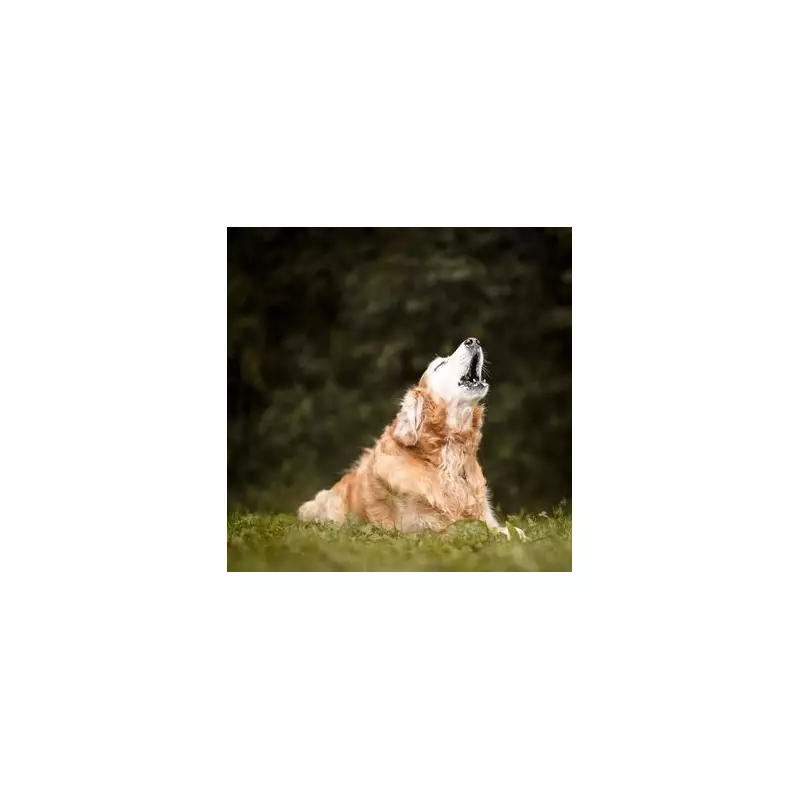 Golden Retriever Abandoned in Freezing Park with Cruel Note