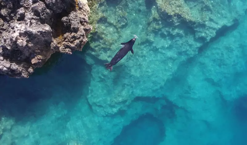 Greece's 500 Monk Seals Face New Threat from Unregulated Tourism