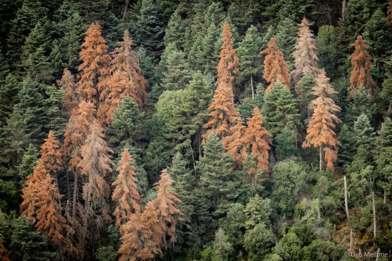 Greek Fir Forests in Peril: Climate Crisis Fuels Unprecedented Die-Off
