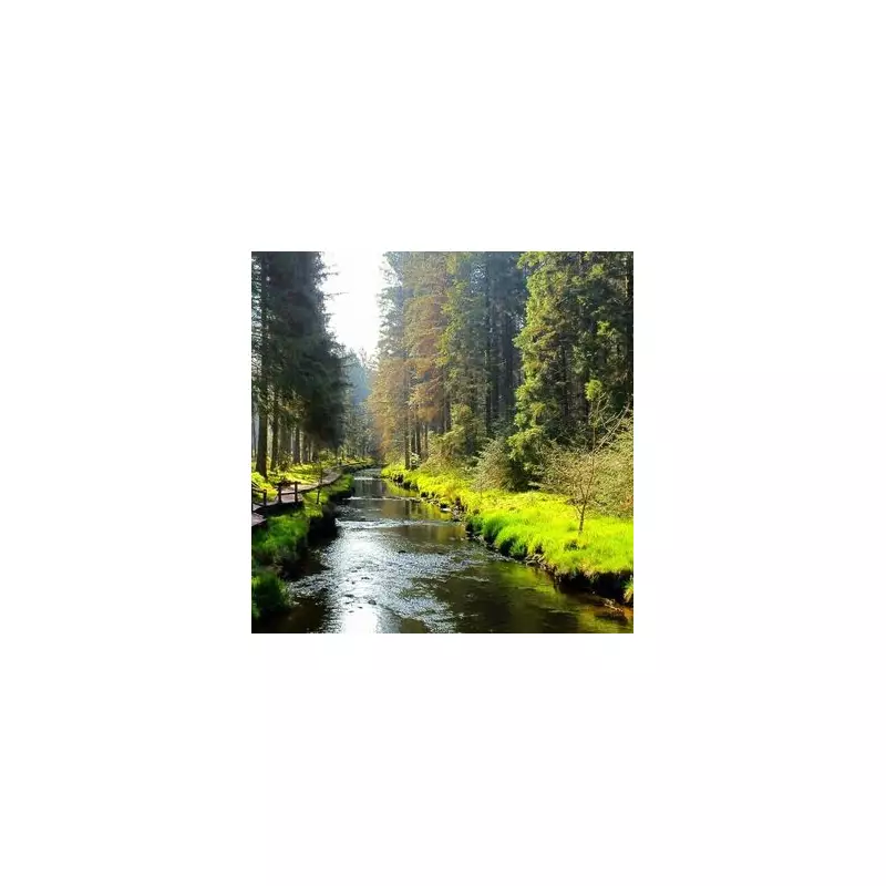 Hafren Forest's Stunning Boardwalk Mistaken for Canadian Wilderness