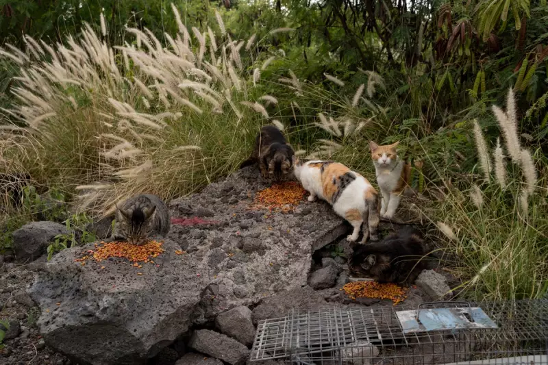 Hawaii's Big Island Bans Feeding Feral Cats to Protect Endangered Nene Goose