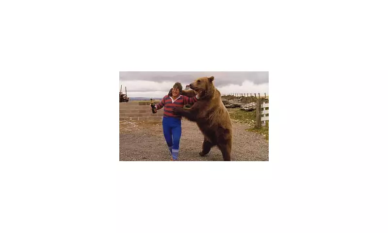 Hercules The Bear: The 65-Stone Grizzly Who Drank Tea and Stole Hearts